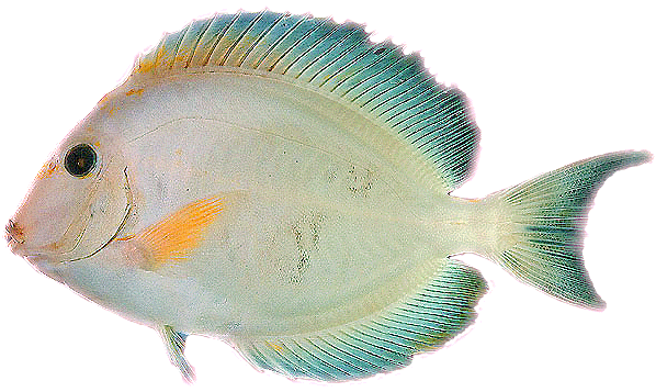 Hawaiian Fish